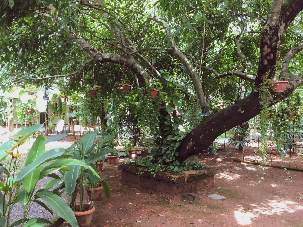 ปาล์มโกรฟ เซอร์วิสวิลล่า Kochi ภายนอก รูปภาพ